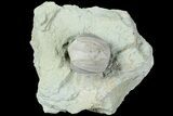 Blastoid (Pentremites) Fossil - Illinois #184091-1
